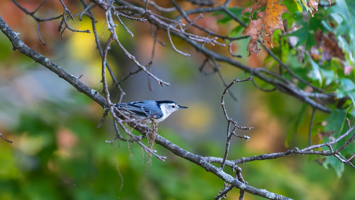 White-breasted Nuthatch - ML643002408