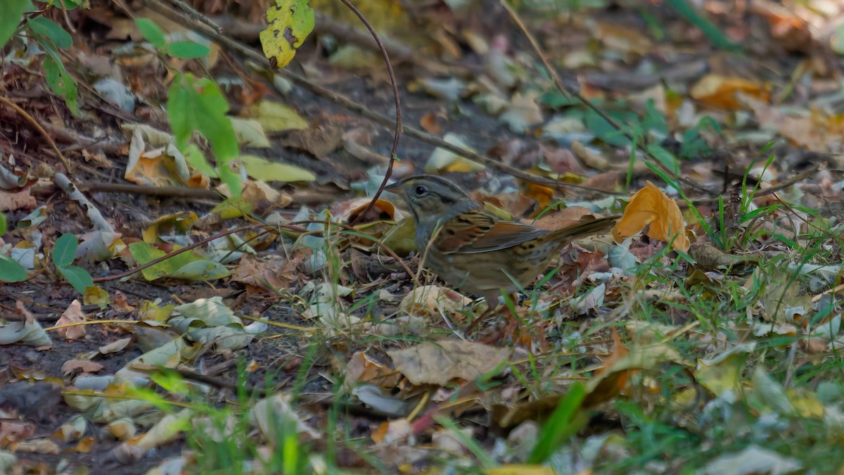 Swamp Sparrow - ML643002413