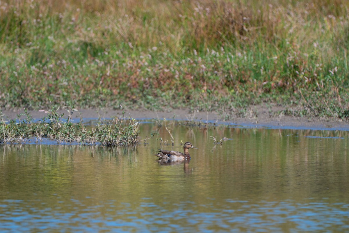 Mallard - ML643002504