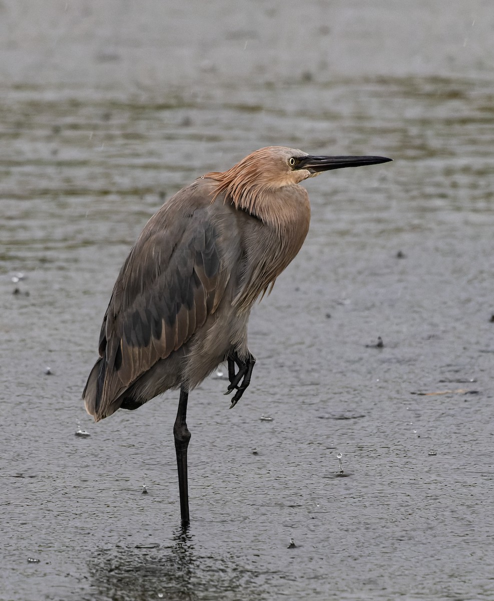 Reddish Egret - ML643002507