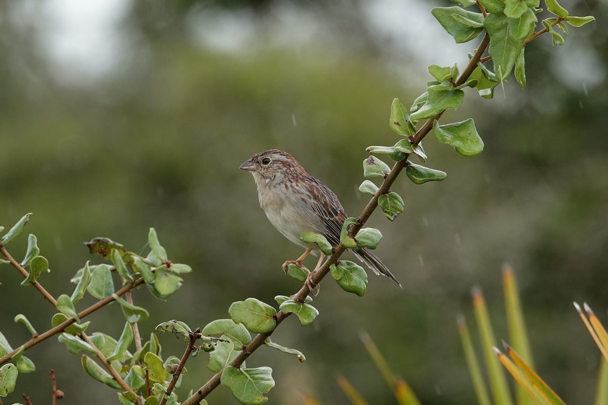 Bachman's Sparrow - ML643002509
