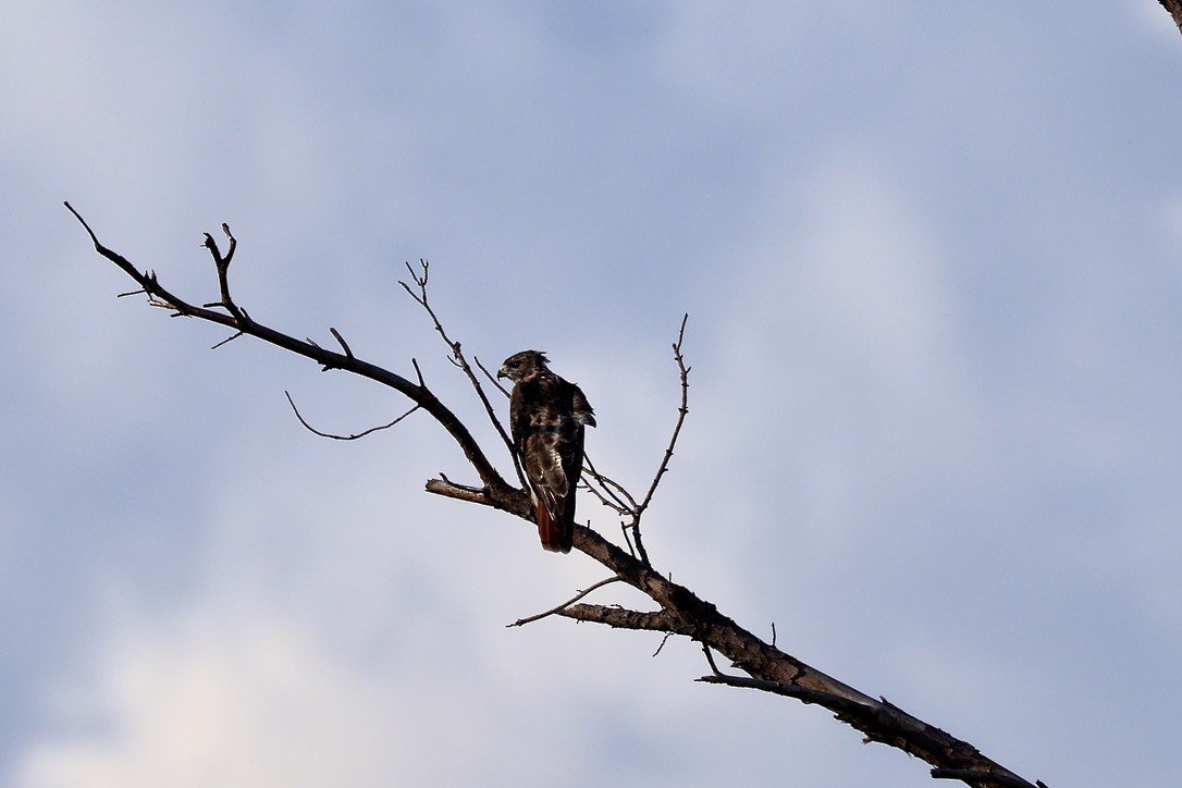 Red-tailed Hawk - ML643002511