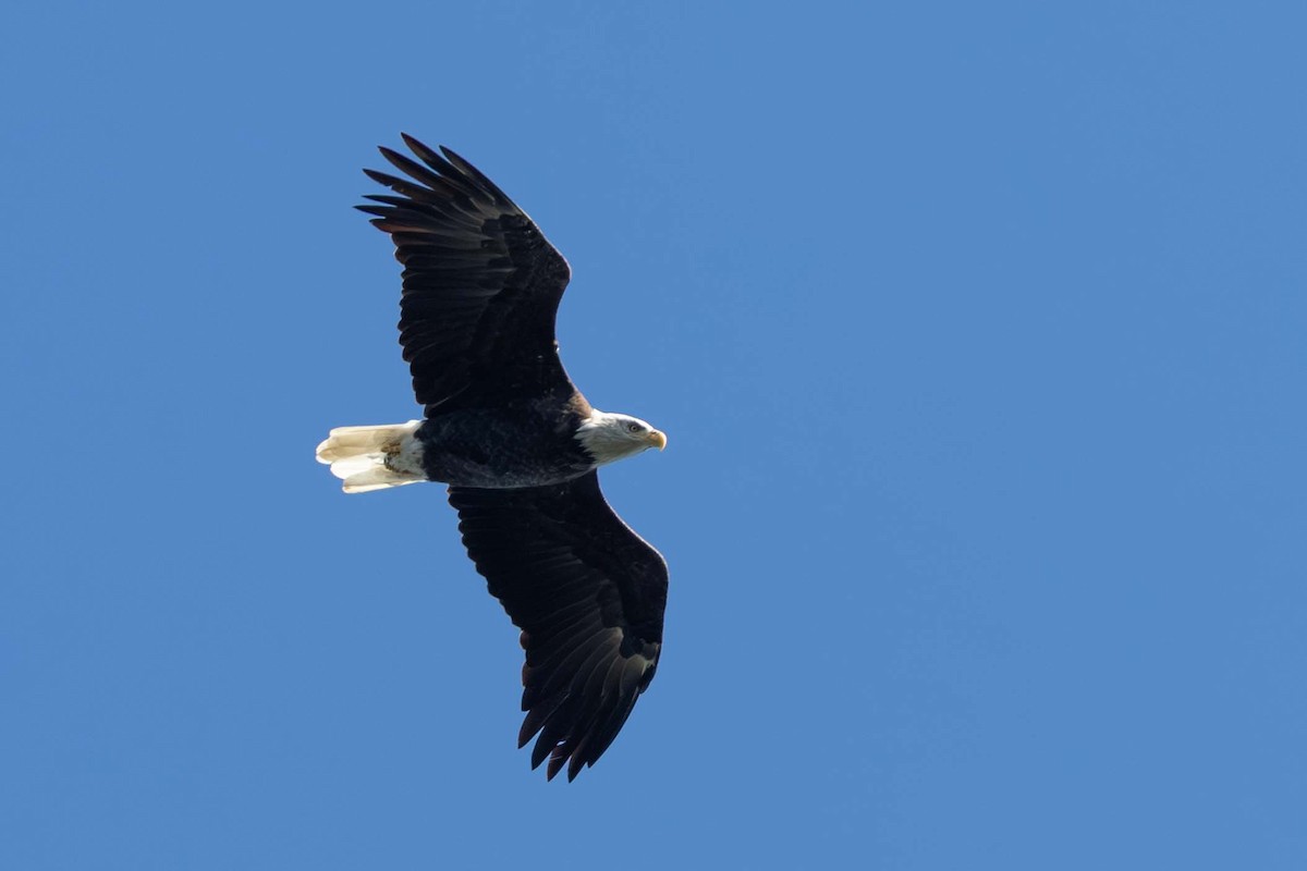 Bald Eagle - ML643002518
