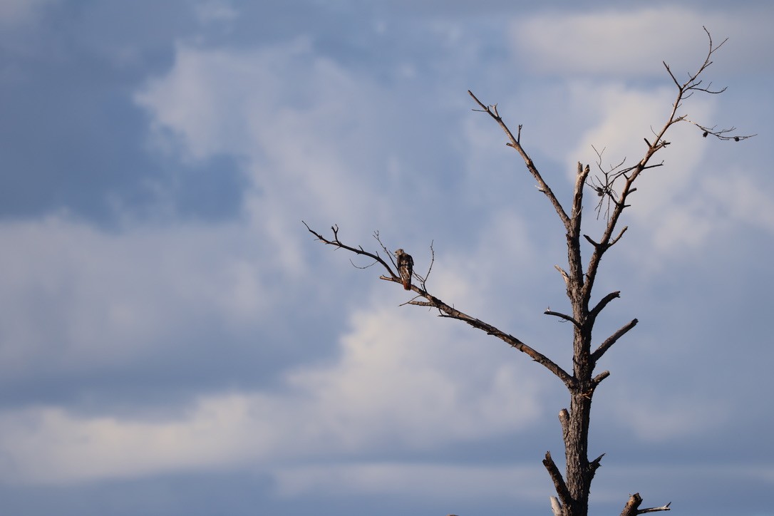 American Kestrel - ML643002522