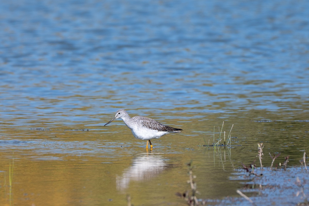 Greater Yellowlegs - ML643002523