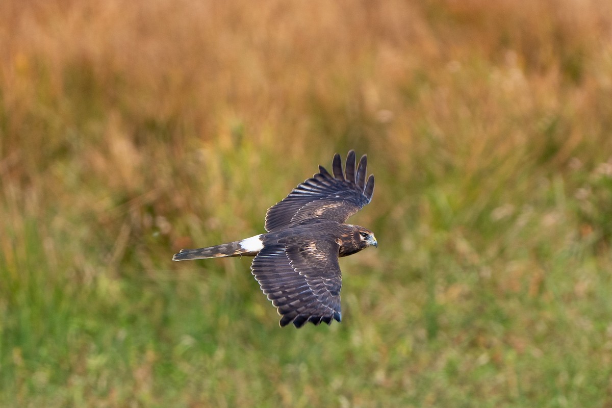 Northern Harrier - ML643002528
