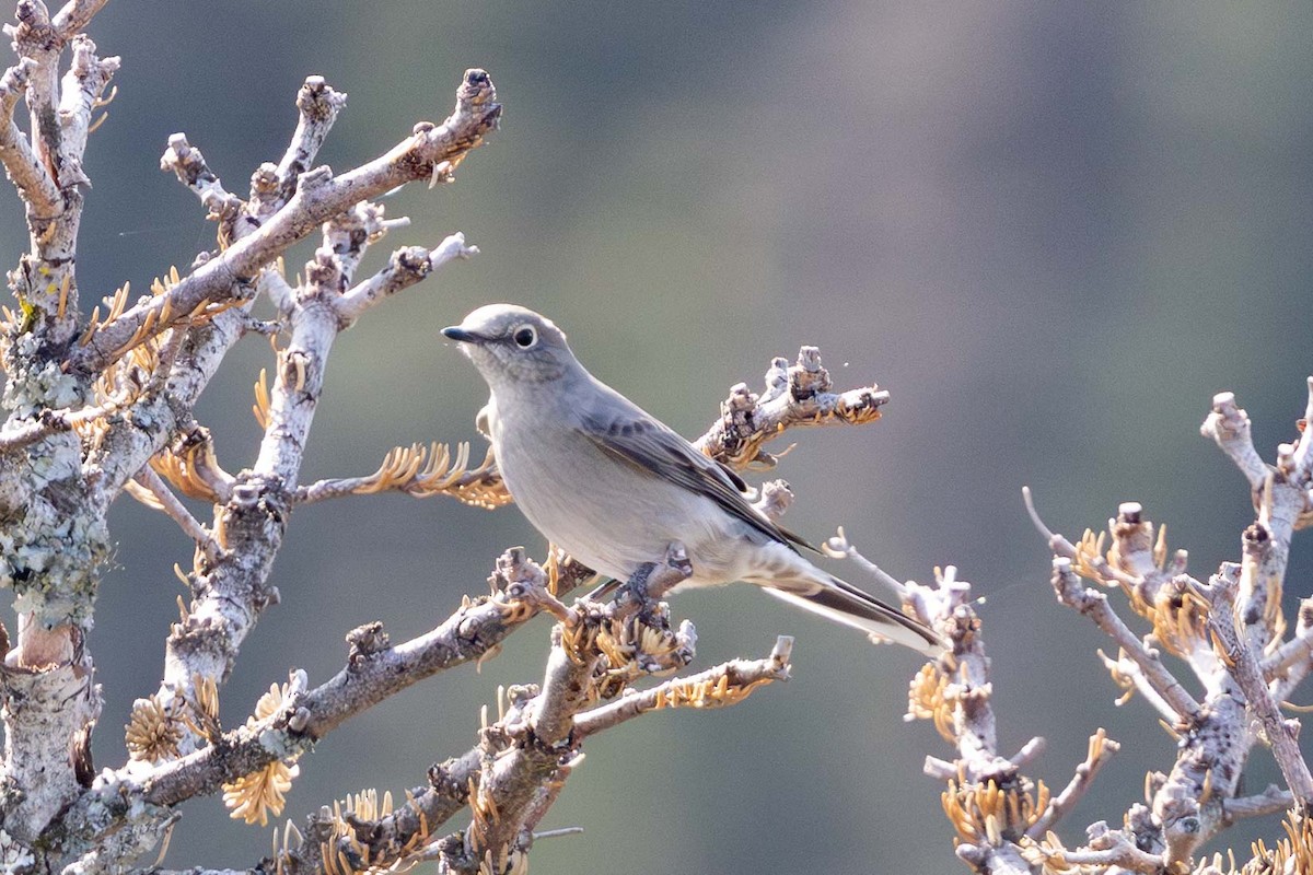 Townsend's Solitaire - ML643002546
