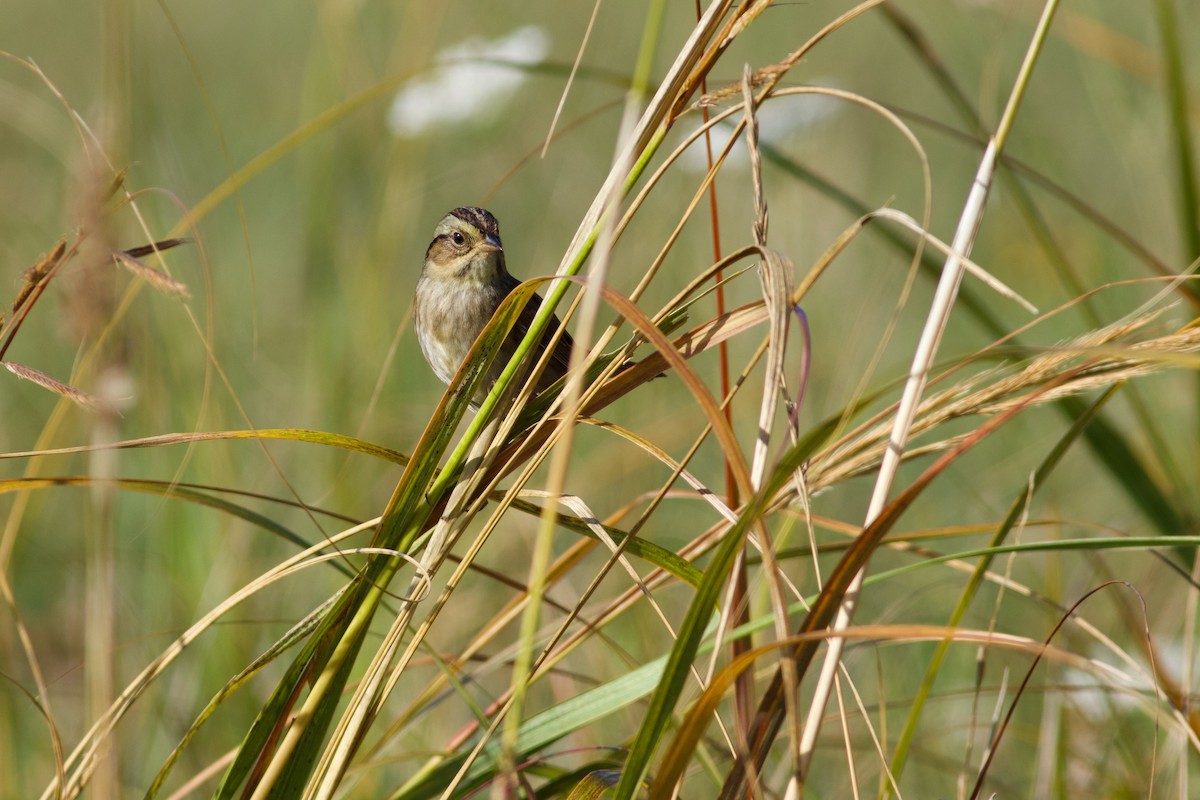 Swamp Sparrow - ML643002550