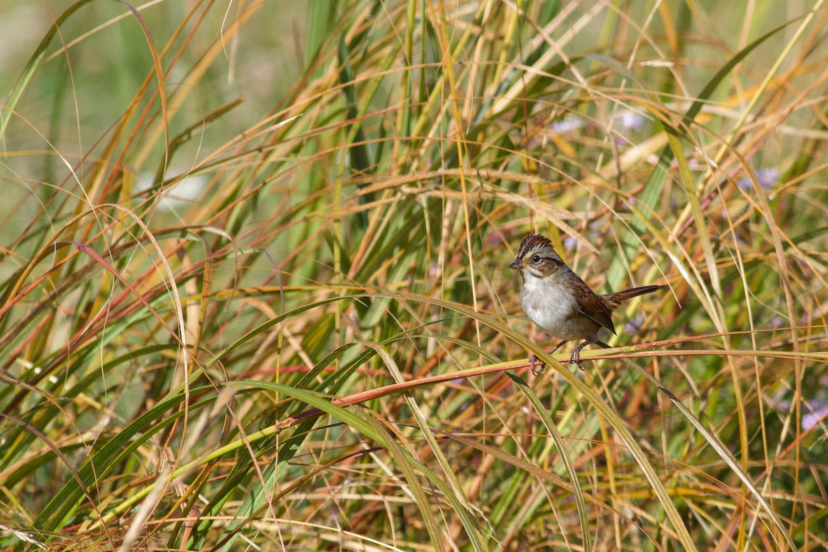 Swamp Sparrow - ML643002551
