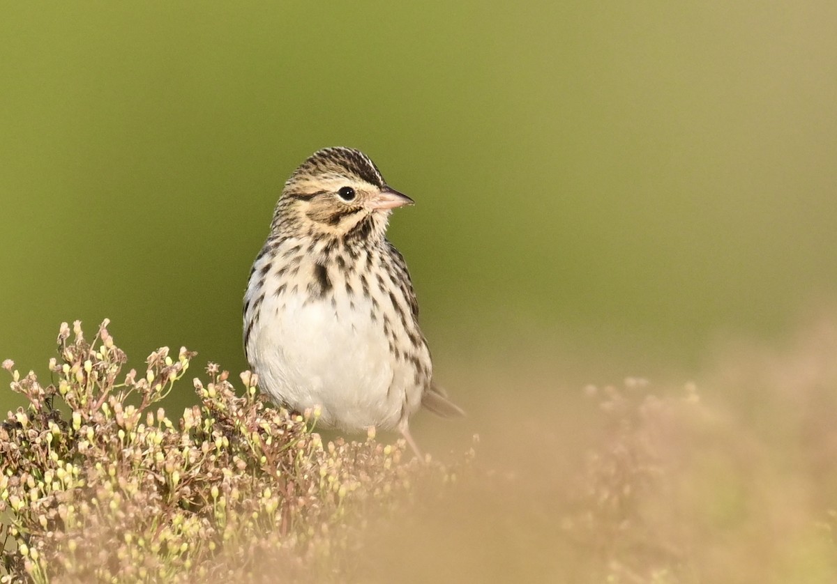 Savannah Sparrow - ML643002576