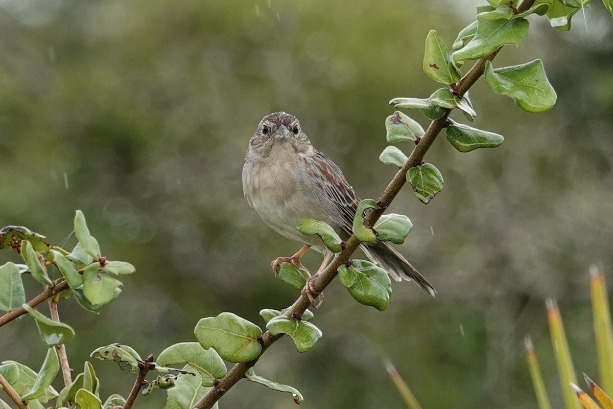 Bachman's Sparrow - ML643002577
