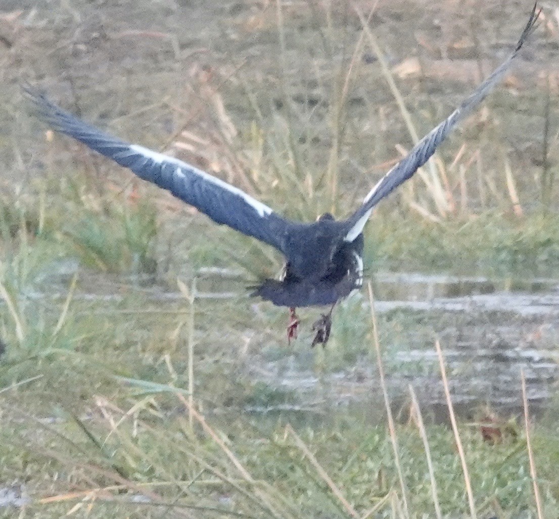 sporegås - ML643002584