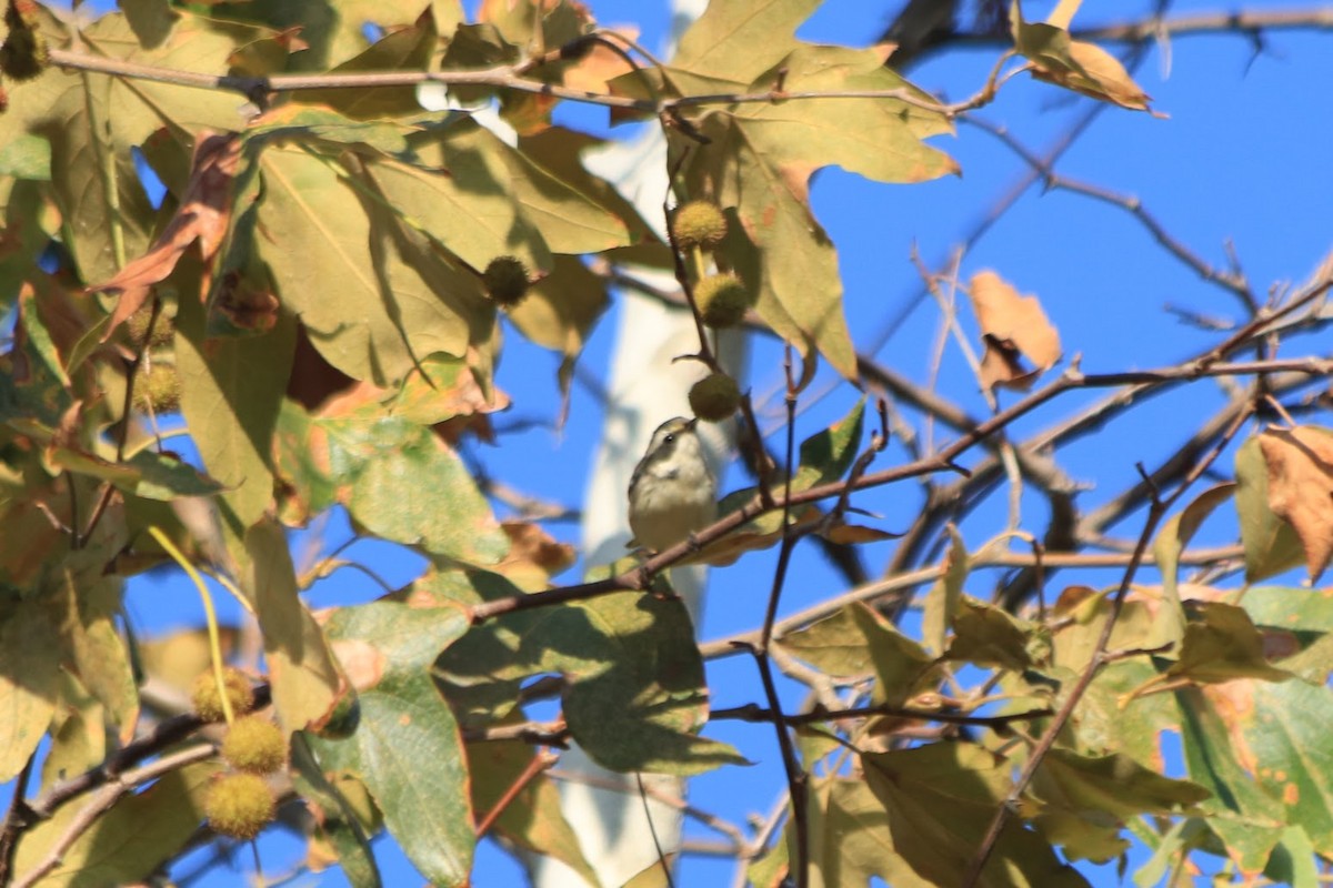 Black-throated Gray Warbler - ML643002605