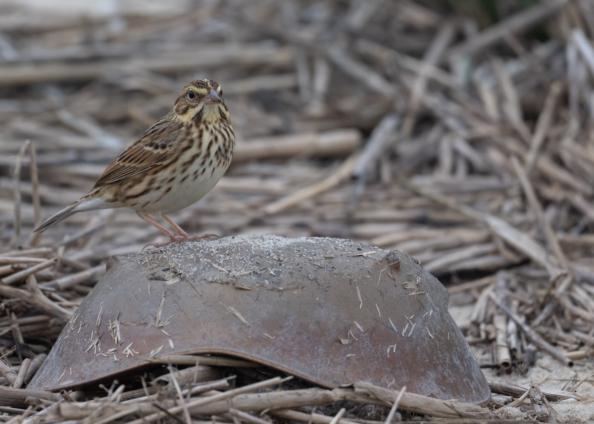Savannah Sparrow - ML643002615