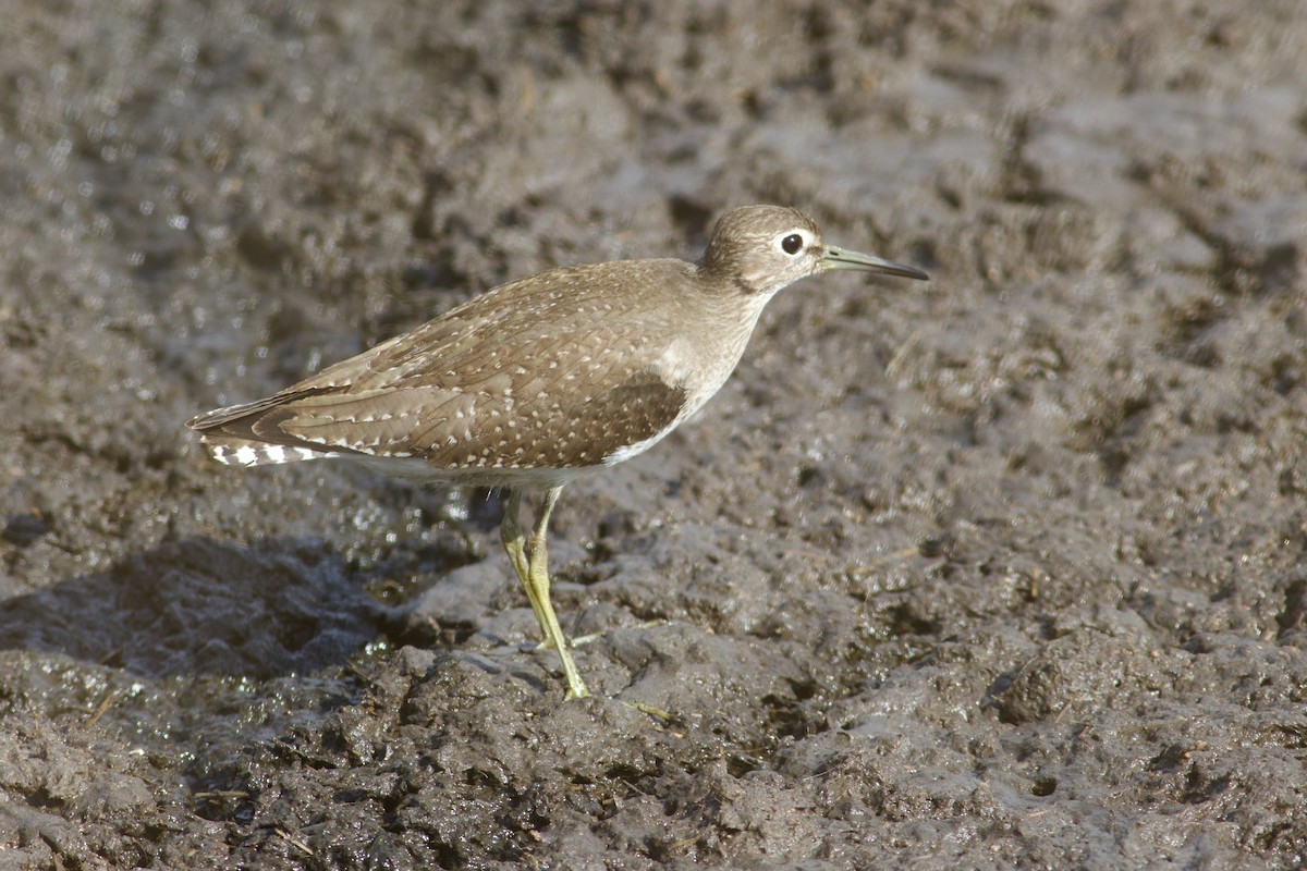 Solitary Sandpiper - ML643002619