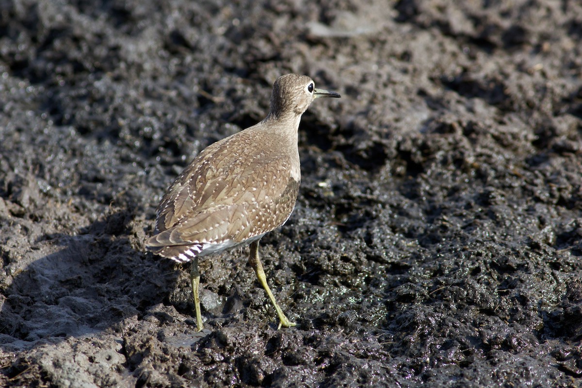 Solitary Sandpiper - ML643002632