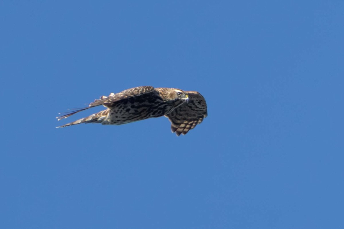 American Goshawk - ML643002636