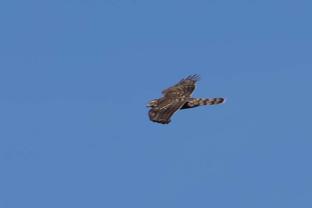 American Goshawk - ML643002637