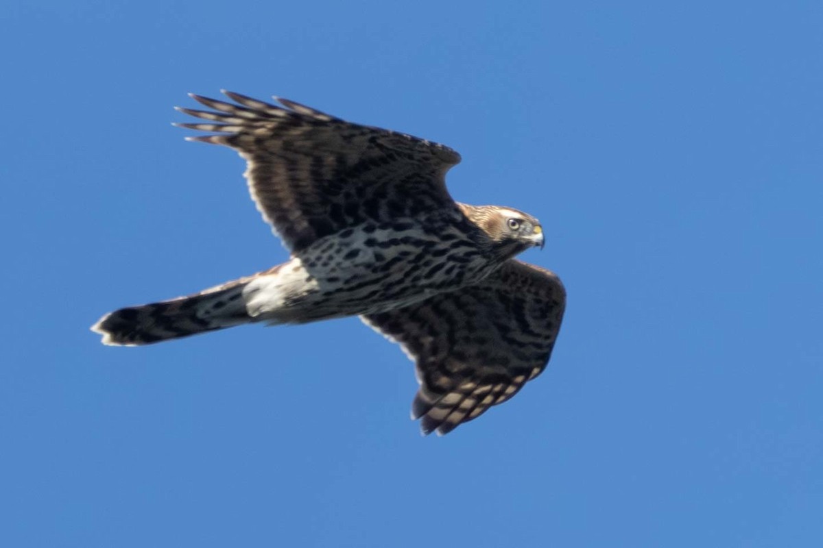 American Goshawk - ML643002638