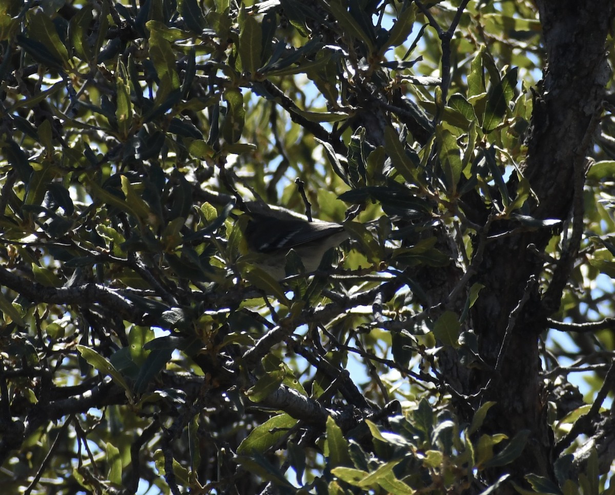 Grace's Warbler - ML643002675