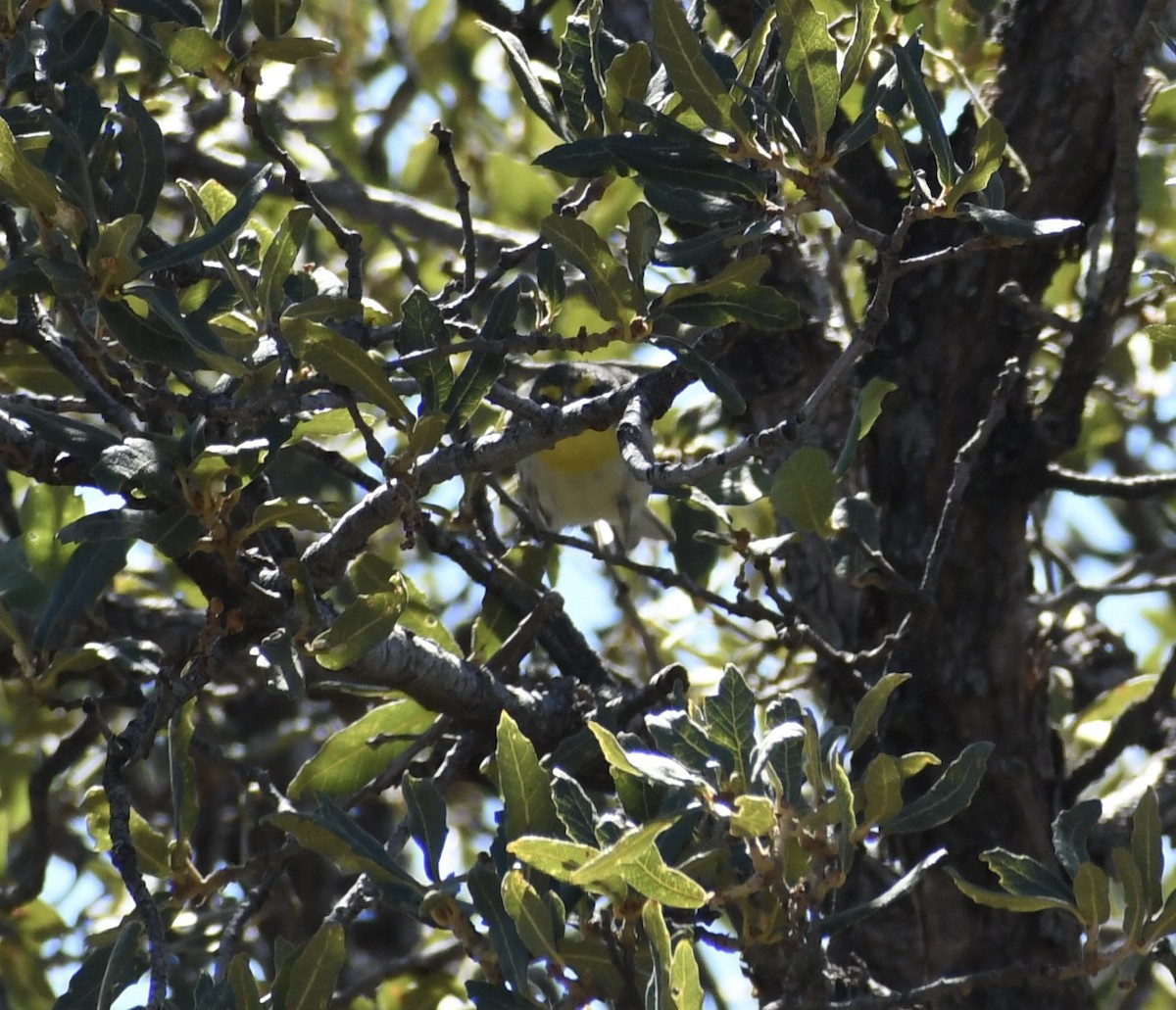 Grace's Warbler - ML643002676