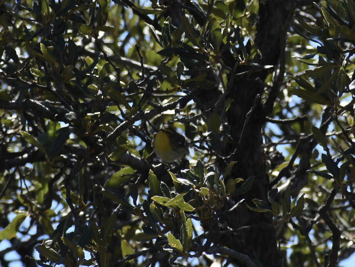 Grace's Warbler - ML643002677