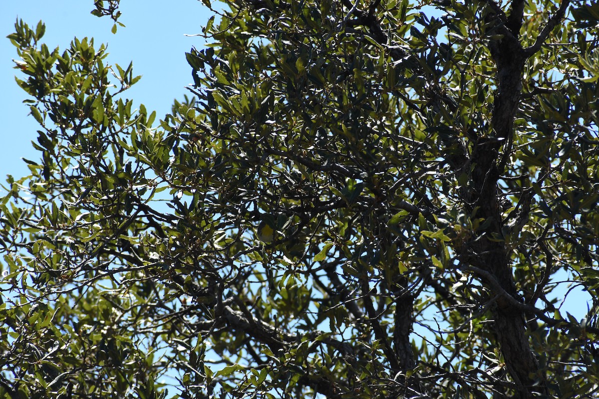Grace's Warbler - ML643002679