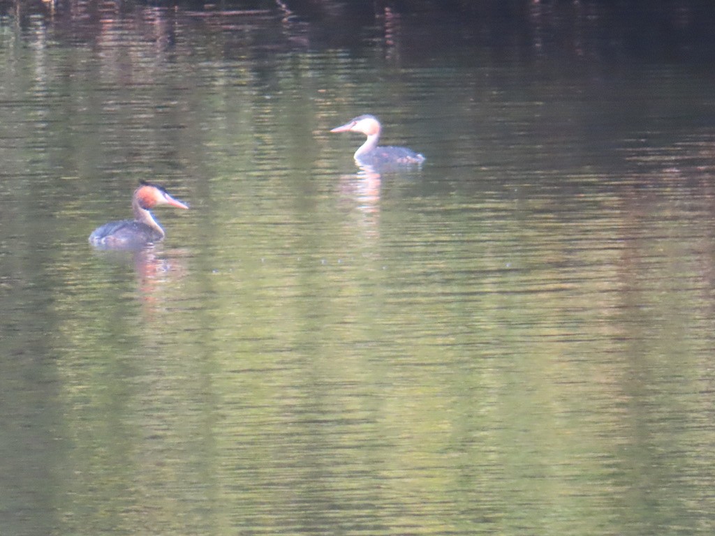 Great Crested Grebe - ML643002686