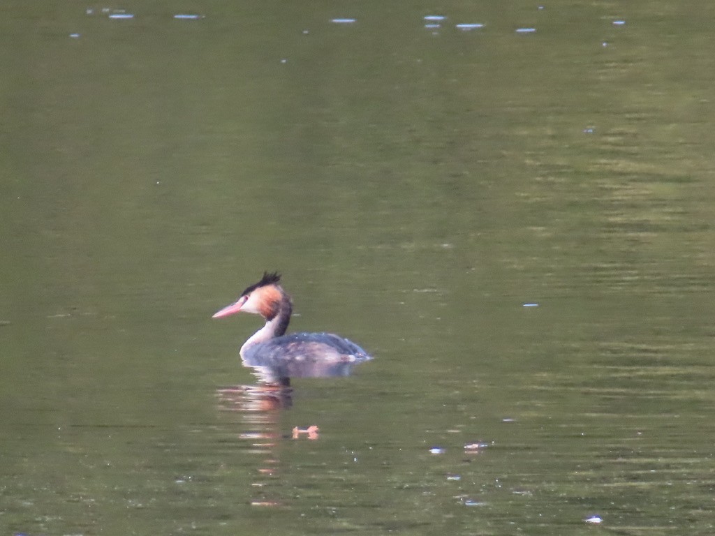 Great Crested Grebe - ML643002690