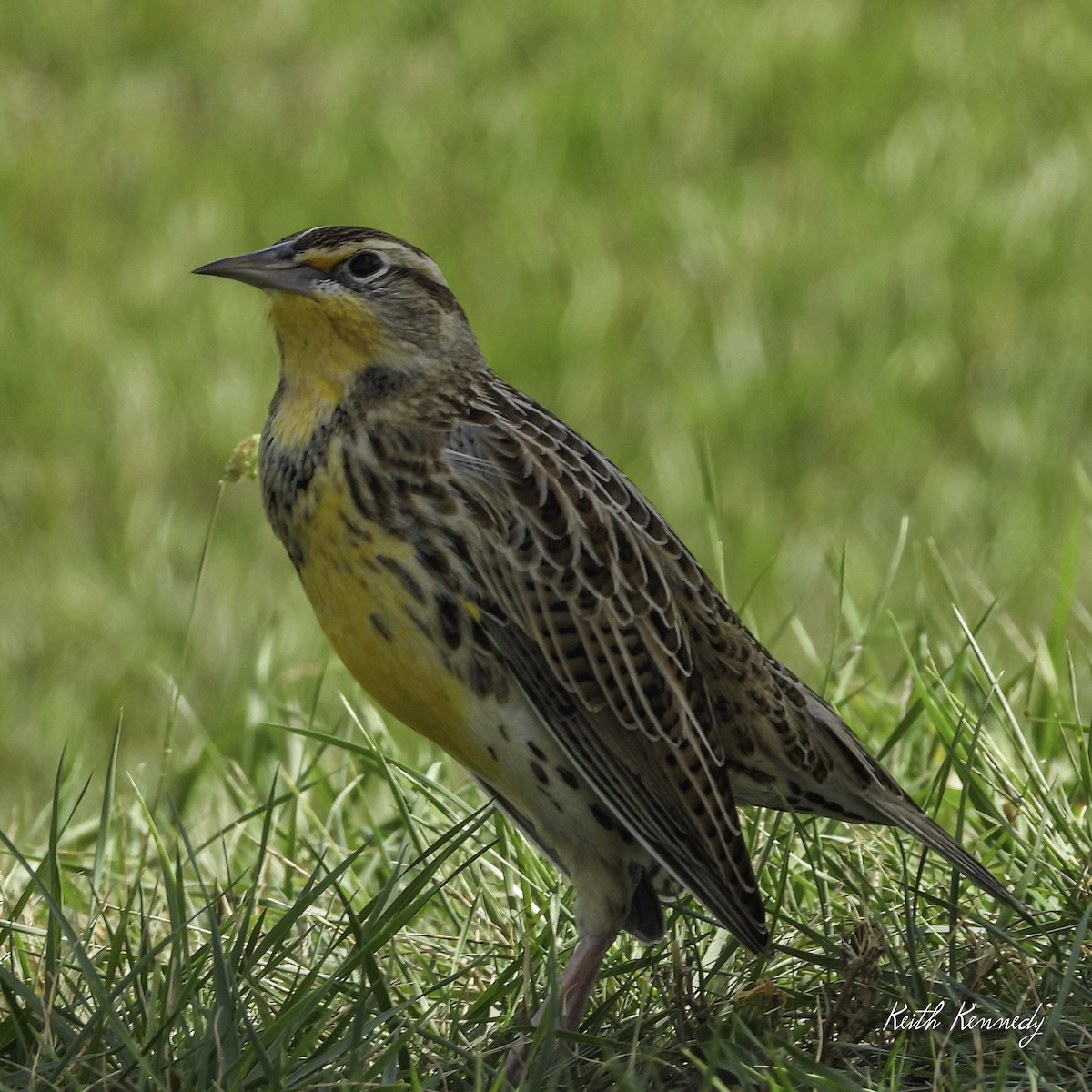 Western Meadowlark - ML643002710