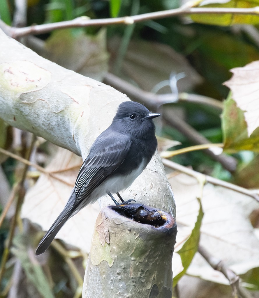 Black Phoebe - ML643002723