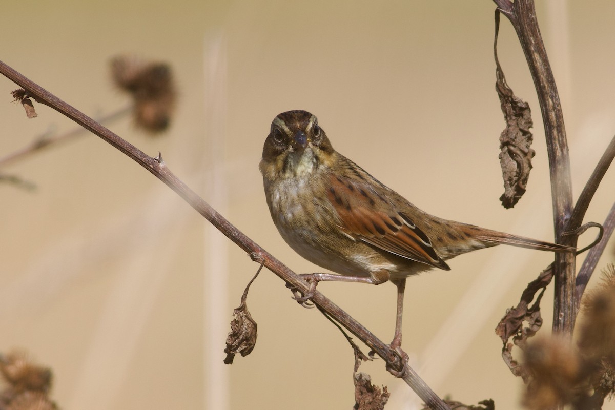 Swamp Sparrow - ML643002724