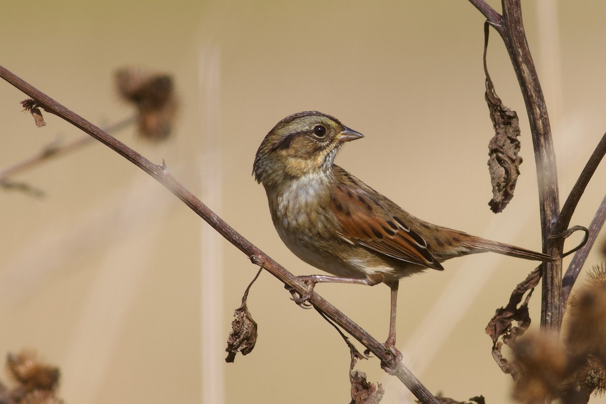 Swamp Sparrow - ML643002725