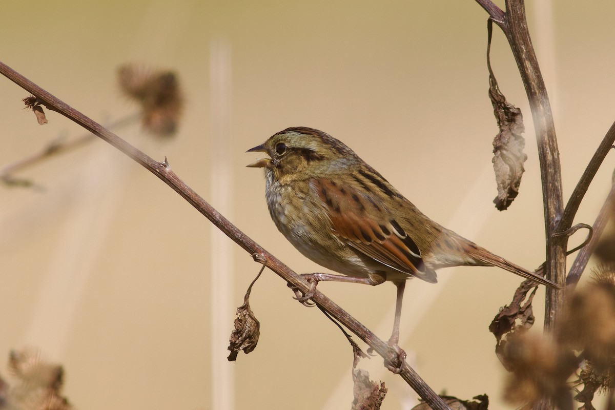 Swamp Sparrow - ML643002726