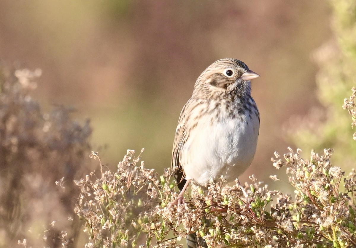 Vesper Sparrow - ML643002727
