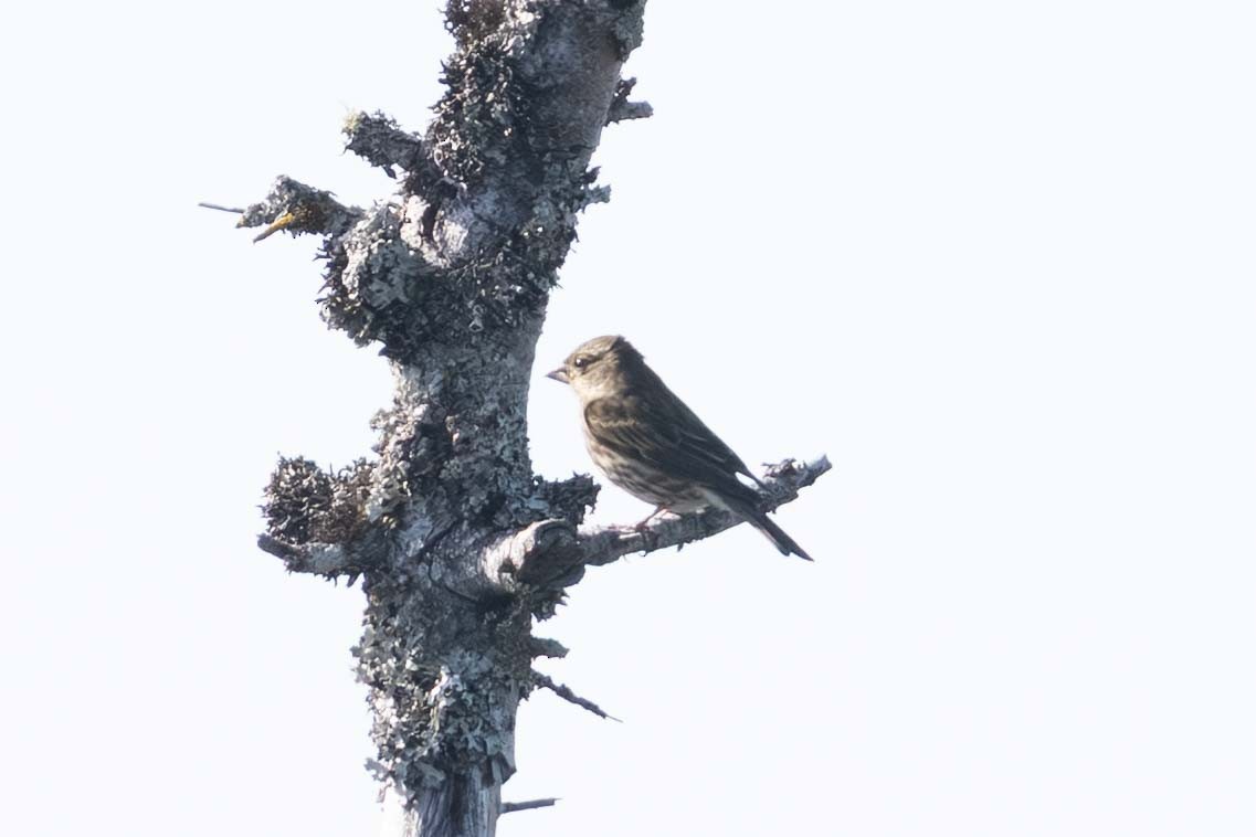 Purple Finch - ML643002736