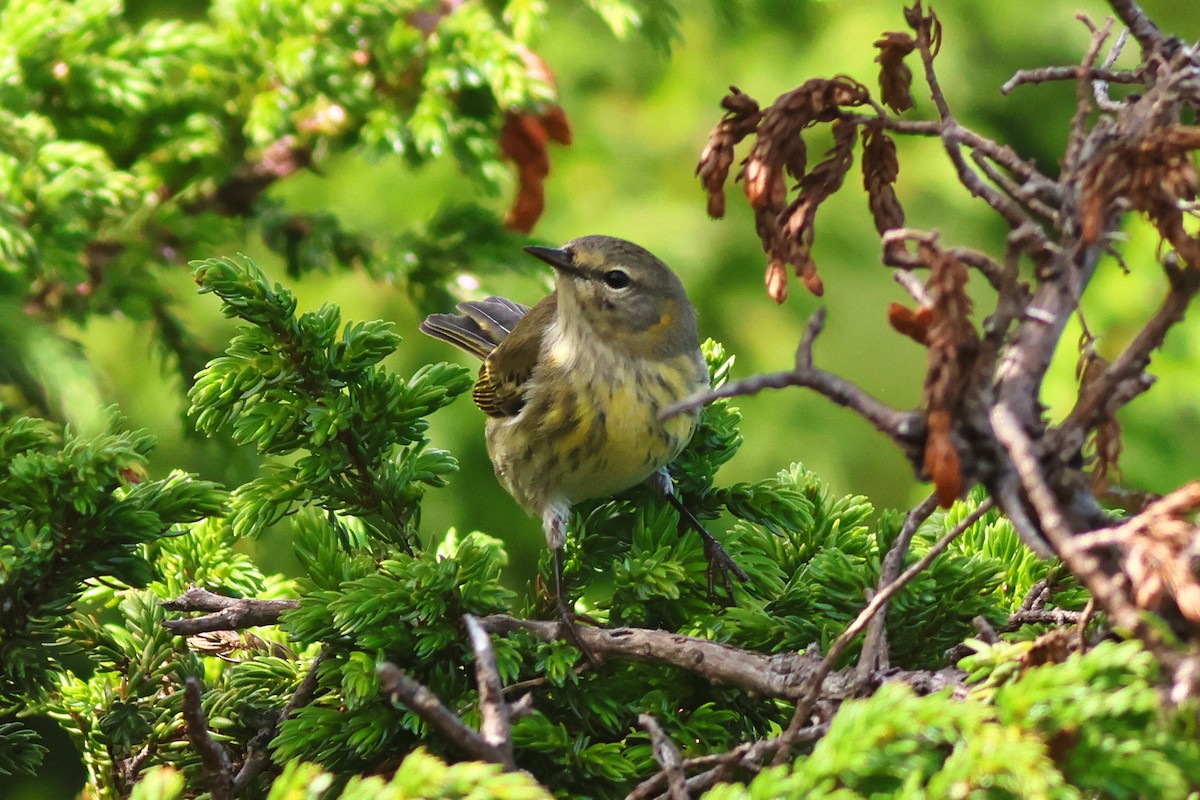 Cape May Warbler - ML643002752