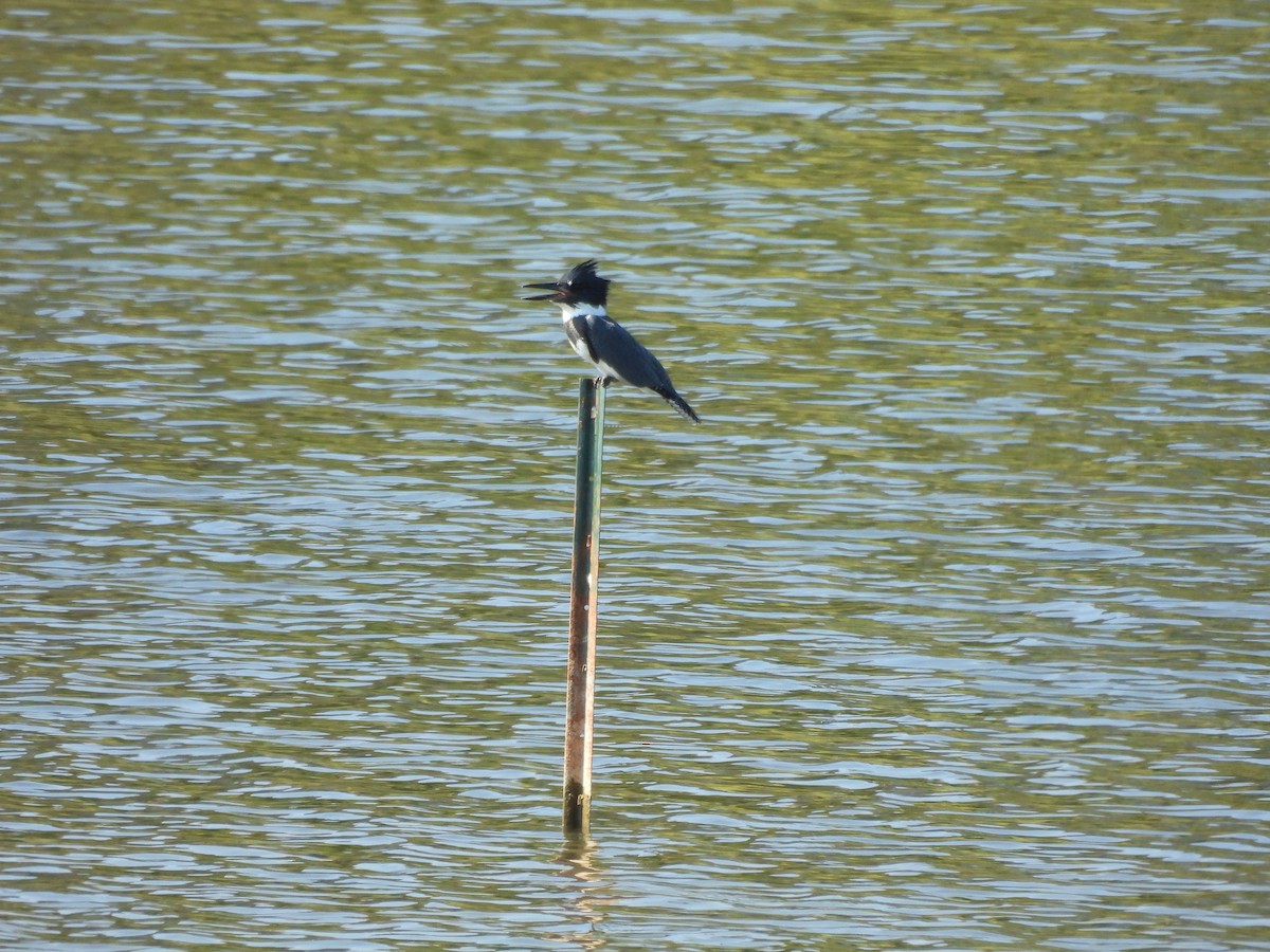 Belted Kingfisher - ML643002759