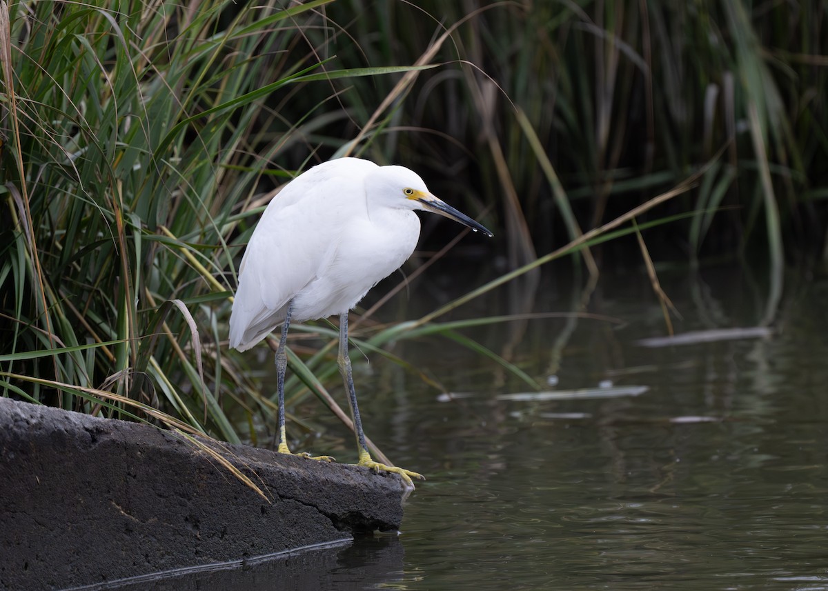 Snowy Egret - ML643002760