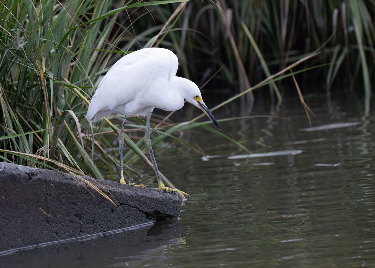 Snowy Egret - ML643002764