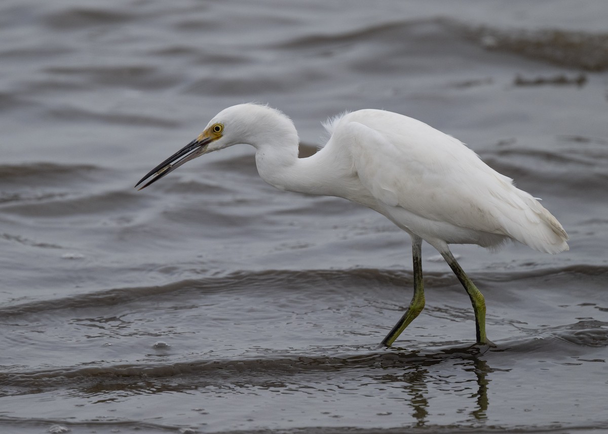 Snowy Egret - ML643002768