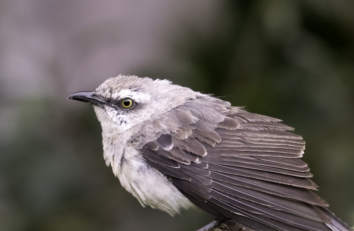 Tropical Mockingbird - ML643002783