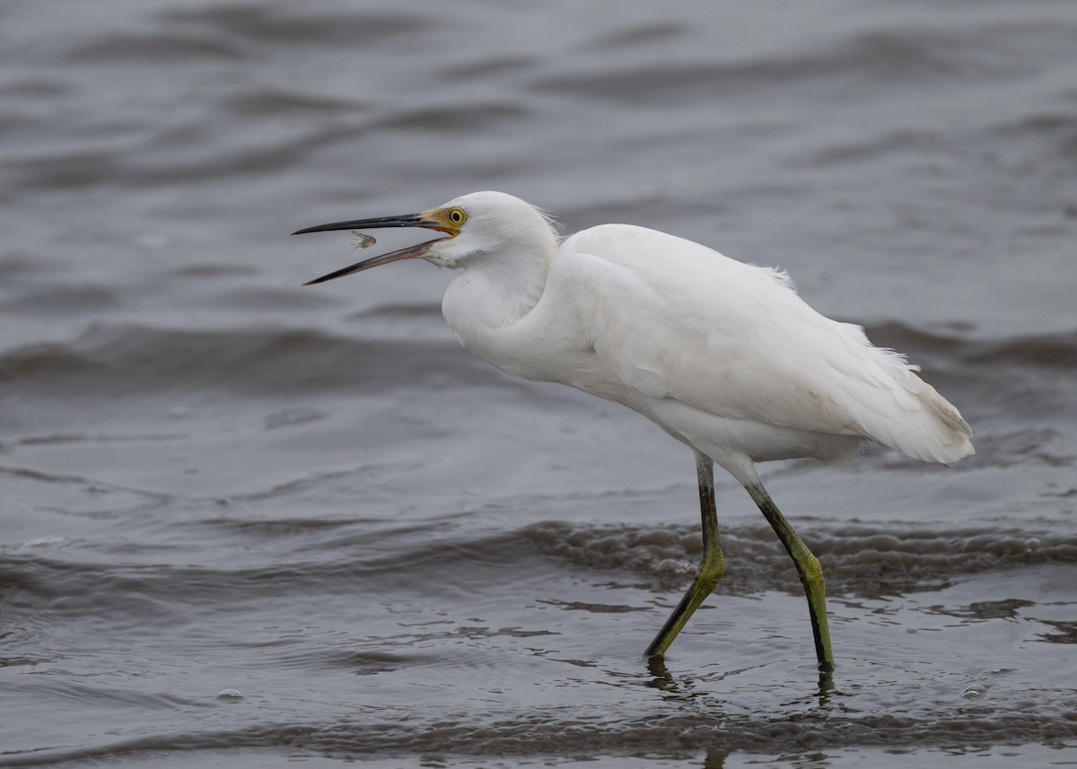 Snowy Egret - ML643002793