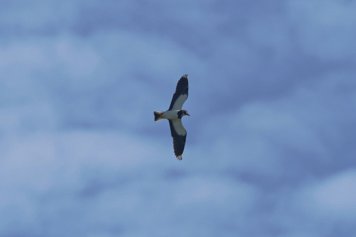 小辮鴴 - ML643002807