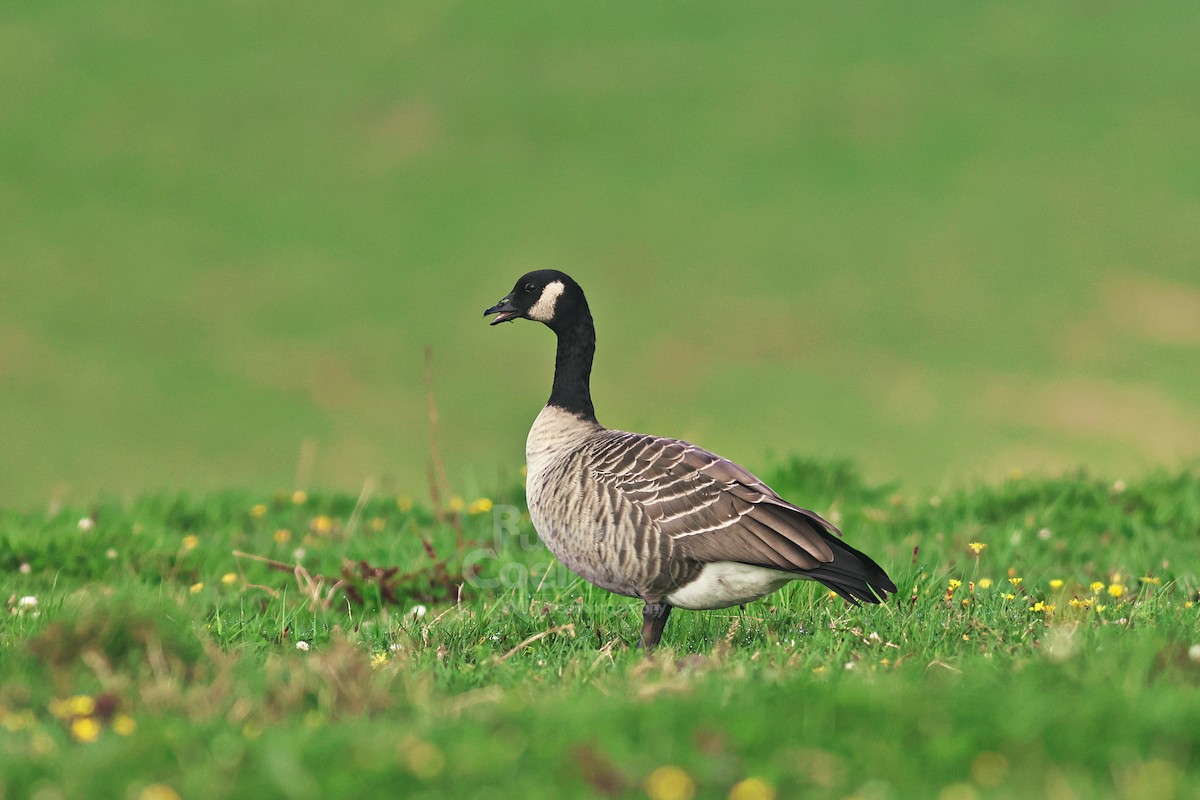 小加拿大雁 - ML643002821