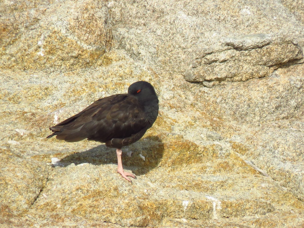 Black Oystercatcher - ML643002842