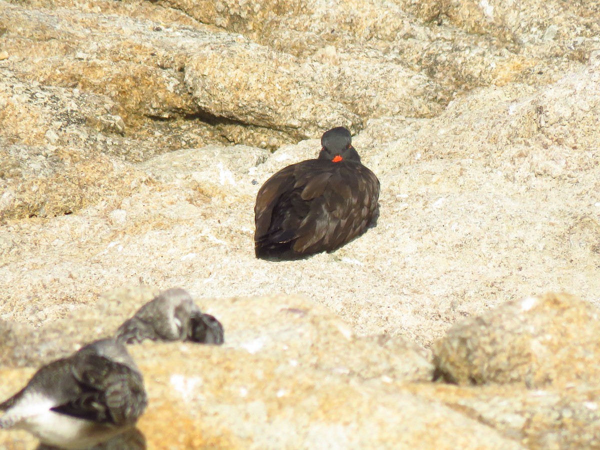 Black Oystercatcher - ML643002846