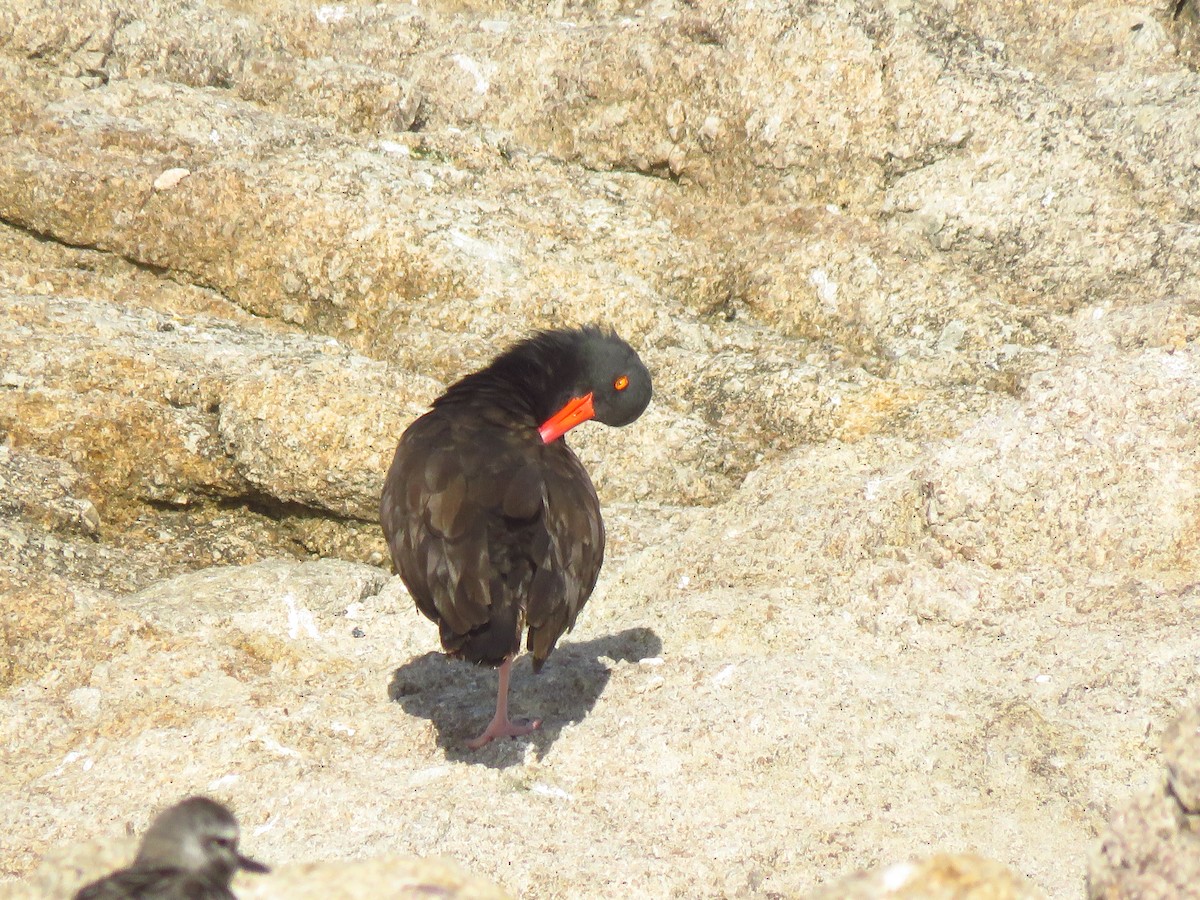 Black Oystercatcher - ML643002857