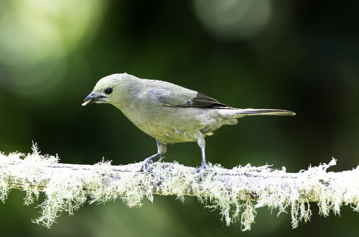Palm Tanager - ML643002885