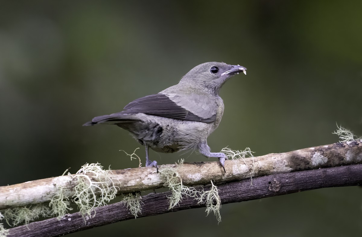 Palm Tanager - ML643002889